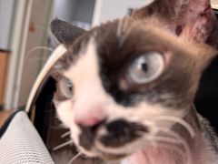 -瑞派·关忠动物医院猫科外科·异宠·24小时转诊中心(祥云店)