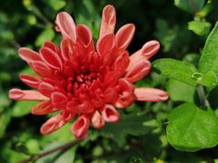 -漫渡庄绿岛花园•隐世庭园菜(滨湖店)