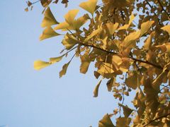 -长白岛森林公园