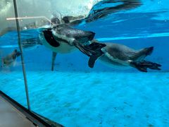 -帝企鹅自助餐厅•儿童岛•真企鹅(长隆企鹅酒店)