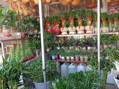-中环花鸟鱼虫市场