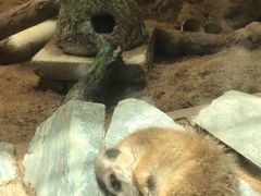 -昆明动物园