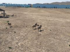 -新疆天山野生动物园