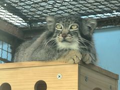 -青藏高原野生动物园
