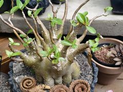 -自由生长植物工作室(深港花卉中心店)