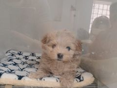 -萌宠之家·腊肠犬·马尔泰·小体犬舍