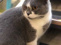 -猫小院猫主题咖啡厅(北锣店)