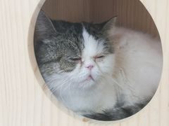 -喵园·猫主题咖啡厅·撸猫·猫咖(国贸店)