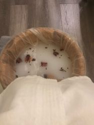 -奥斯芬欧系贵族SPA