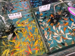 -清平路水族市场