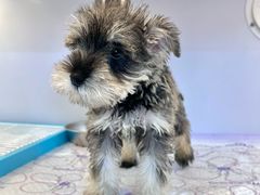 -翊宠yipet猫狗购宠庄园
