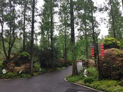 -东平国家森林公园