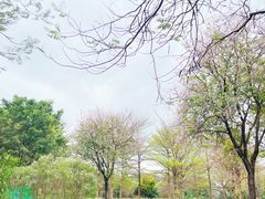 -海珠湖公园