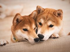 -豆柴町-柴犬主题狗咖(红鼎国际C座店)