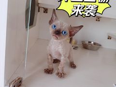 -70cat德文卷毛猫·缅因猫纯种猫舍