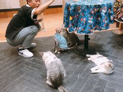 -猫色咖啡·猫咖