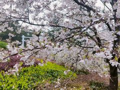 -武汉大学-樱园