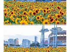 -海心沙亚运公园