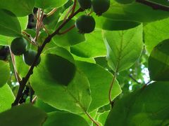 -大岭沟猕猴桃谷风景区