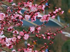 -新建村梅花