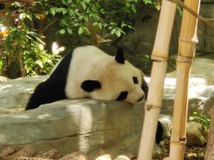 -泉州海丝野生动物世界