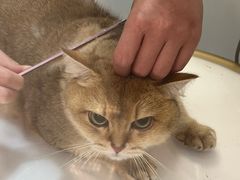 -帕帕拉兹宠物(亚洲旗舰店)