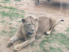 -西霞口神雕山野生动物世界