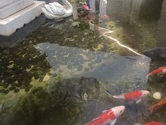 -广州白天鹅宾馆