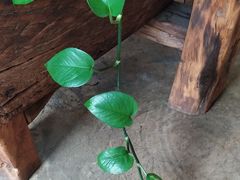 景观位-Africafe(非洲咖啡)