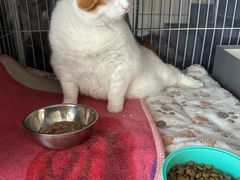 -北京观赏动物医院·24小时大型综合·猫专科·异宠专科
