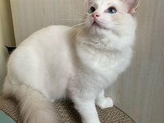 -萌兽医馆·眼科·异宠专科(三里屯店)