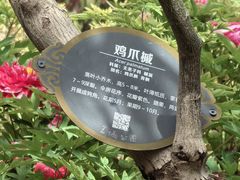 -曹州牡丹园