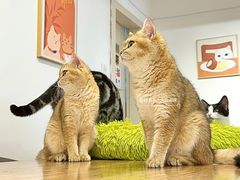 -有喵·猫咖·狗咖·30几只猫10只小狗(岗厦店)