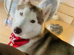 -Husky Go! 哈士奇体验馆·宠物咖啡厅狗咖