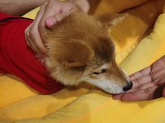 -逗柴咖啡屋·狗咖猫咖宠物桌游