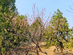 -白水寺森林公园