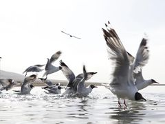 -青海湖国家重点风景名胜区