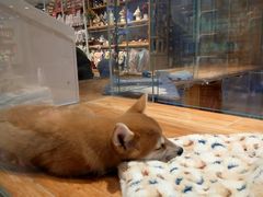 -狗道宠物(常熟印象城店)