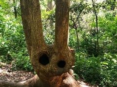 -上海佘山国家森林公园天马山园