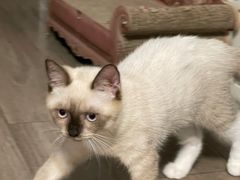 -创凡宠物医院·骨专科  猫科中心(西乡分院)