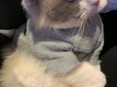-猫色咖啡·猫咖