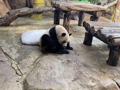 -广州长隆野生动物世界