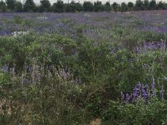 东方普罗旺斯薰衣草庄园-北京东方普罗旺斯薰衣草庄园