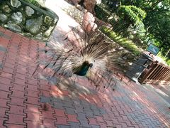 -吉隆坡雀鸟公园