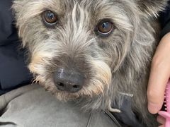 -瑞派·关忠动物医院·猫专科·犬专科(三环新城店)