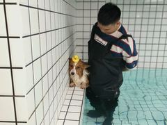 -柚子宠物(伊珊娜调理店)