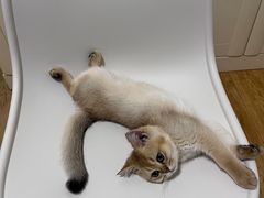 -欣宠猫屋·矮脚拿破仑·蓝金金渐层