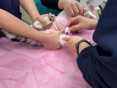 -北京观赏动物医院·24小时大型综合·猫专科·异宠专科