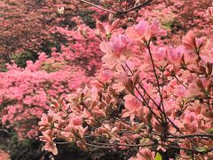 -木兰云雾山