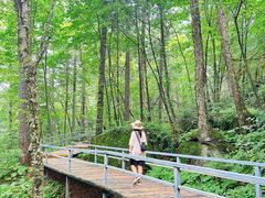 -五营红松林海景区